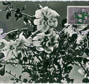 32425 - SOMALIA - MAXIMUM CARD : nature FLOWERS 1955 # 1