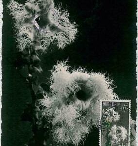 32429 - SOMALIA - MAXIMUM CARD : nature FLOWERS 1955 # 7