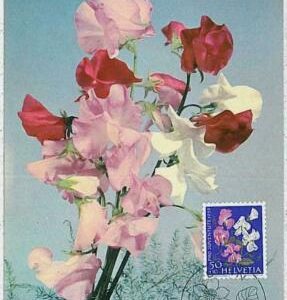 32442 - SWITZERLAND - MAXIMUM CARD : nature FLOWERS - 1959 #1