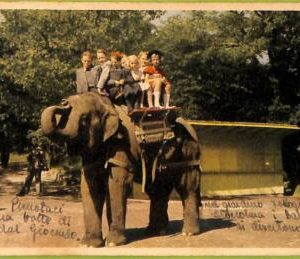ad2683 - SWEDEN - VINTAGE POSTCARD - Stockholm ( Skansen ) - 1949