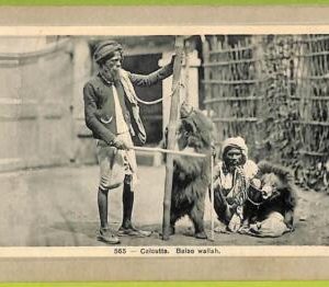 ah0294 - INDIA - VINTAGE POSTCARD - Calcutta - ETHNIC  Bear Bating