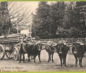 11110 - GB  -  VINTAGE POSTCARD - Oxen at Work in Sussex