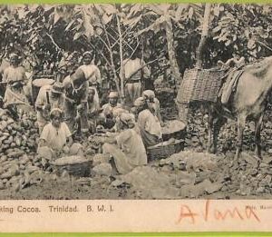 ah0339 - Trinidad - VINTAGE POSTCARD - Breaking Cocoa, Ethnic - 1909