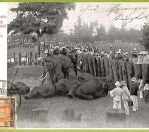ah0331 - Thailand - VINTAGE POSTCARD - ETHNIC - 1907 KILLED Elephants