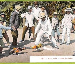 12743 - HABANA - Vintage Postcard - Cock fight, Ethnic