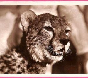 af9232 - SOMALIA - VINTAGE POSTCARD - Animals