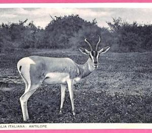 af9236 - SOMALIA - VINTAGE POSTCARD - Animals Antelope