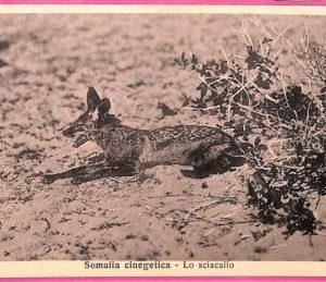 af9230 - SOMALIA - VINTAGE POSTCARD - Animals