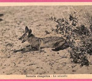 af9233 - SOMALIA - VINTAGE POSTCARD - Animals