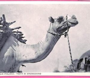 af9238 - SOMALIA - VINTAGE POSTCARD - Animals