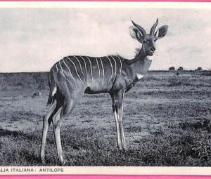 af9235 - SOMALIA - VINTAGE POSTCARD - Animals Antelope
