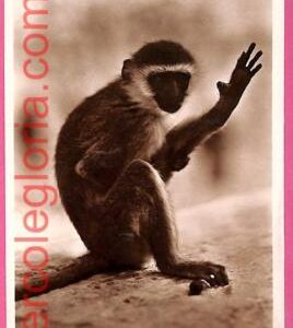 af9231 - SOMALIA - VINTAGE POSTCARD - Animals