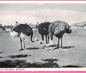 af9234 - SOMALIA - VINTAGE POSTCARD - Animals Ostriches