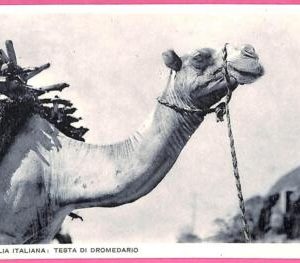af9237 - SOMALIA - VINTAGE POSTCARD - Animals