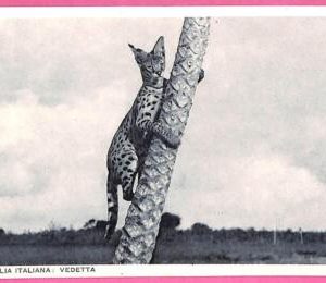 af9239 - SOMALIA - VINTAGE POSTCARD - Animals  Vedetta