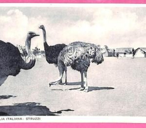 af9240 - SOMALIA - VINTAGE POSTCARD - Animals Ostriches