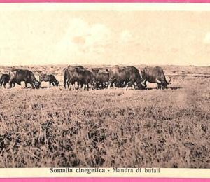af9228 - SOMALIA - VINTAGE POSTCARD - Animals