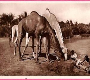 af9242 - SOMALIA - VINTAGE POSTCARD - Animals
