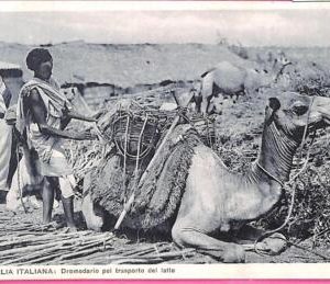 af9246 - SOMALIA - VINTAGE POSTCARD - Animals