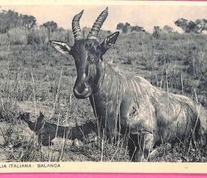 af9244 - SOMALIA - VINTAGE POSTCARD - Animals