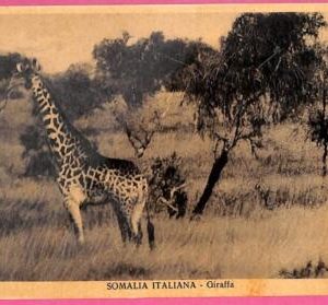 af9243 - SOMALIA - VINTAGE POSTCARD - Animals Giraffe
