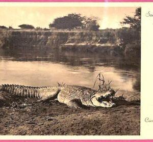 af9245 - SOMALIA - VINTAGE POSTCARD - Animals Crocodile