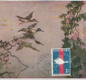 63928 -  SURINAME - POSTAL HISTORY: MAXIMUM CARD 1969 - BIRDS Ducks