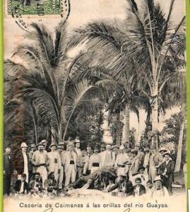 aa5639 - ECUADOR - Vintage Postcard - Caceria de Caimanes - 1903
