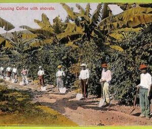 ah0166 - COSTA RICA  - VINTAGE POSTCARD - Cleaning Coffe with shovels