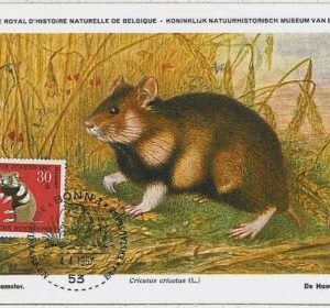 32149 -  Germany - POSTAL HISTORY - MAXIMUM CARD -1967 - Hamsters, Rats, Fauna,