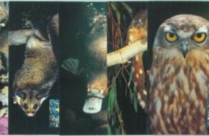 86294 - AUSTRALIA - Postal History - Set of 5 STATIONERY CARDS Animals OWLS