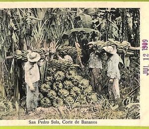 af2528 - HONDURAS - VINTAGE POSTCARD - San Pedro Sula, Corte de Bananos