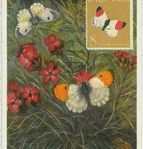 32377 - Albania - MAXIMUM CARD : intects BUTTERFLIES1964 #2