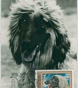 32372 - HUNGARY - MAXIMUM CARD : animals DOG DOGS: 1972 - Afghan Hound