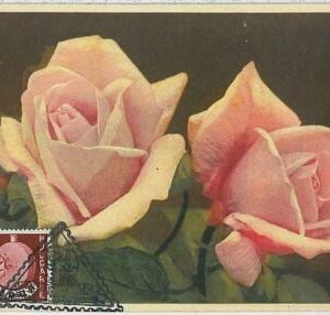32450 - BULGARIA - MAXIMUM CARD : nature FLOWERS 1948 - Roses
