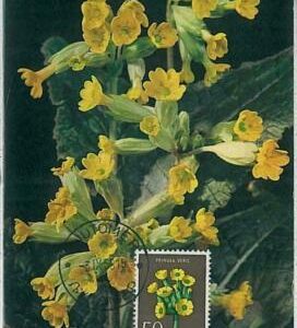 32428 - Yugoslavia - MAXIMUM CARD : nature FLOWERS 1958