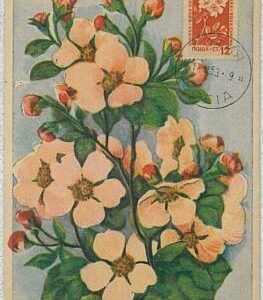 32469 - BULGARIA - MAXIMUM CARD : nature FLOWERS1953
