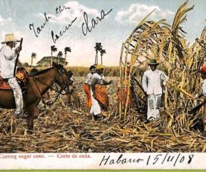 aa5971 - HABANA - Vintage Postcard -  Cutting sugar cane