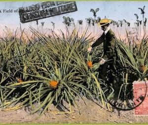 aa5975 - HABANA - Vintage Postcard -  Ethnic