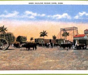 aa5972 - HABANA - Vintage Postcard -  Ethnic