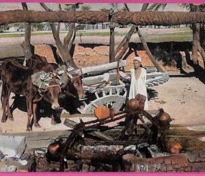 ag2804 - EGYPT - VINTAGE POSTCARD - Ethnic - 1907