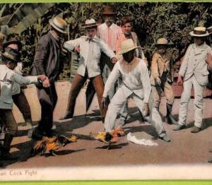 aa5969 - HABANA - Vintage Postcard - Cock Fight GAMBLING