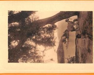 99259 - GREECE - IMAGE Picture - EX LIBRIS :  CORFU  Corfou  PONTICONISSI