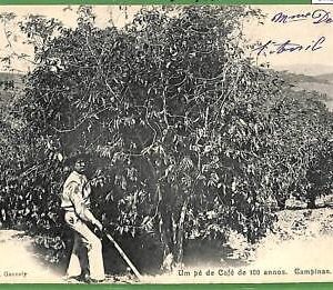 ah2783- BRAZIL - VINTAGE POSTCARD Postal Antigua - Indios ETHNIC ,Campinas-1905