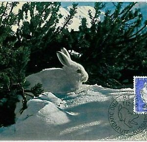 32209 - SCHWEIZ - POSTGESCHICHTE - MAXIMUM KARTE - FAUNA Hasen, Weiße Kaninchen
