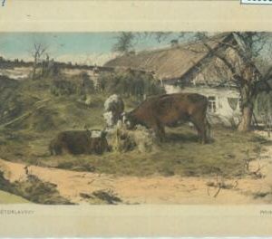 83990  - POLAND  - VINTAGE collectable POSTCARD - COWS