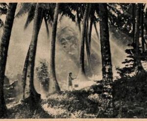 ad3943 - BELGIAN COLONIES - VINTAGE POSTCARD - Indonesia