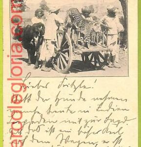 56428 - INDIA - VINTAGE   POSTCARD - ETHNIC Hunting Cheeta -  1902