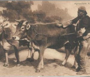 79369 - ALBANIA - VINTAGE Ethnic POSTCARD  -  Posta Military postmark 1916