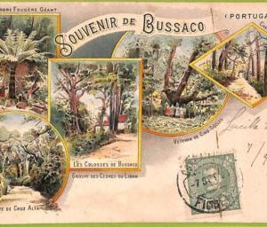 af2203 - PORTUGAL - VINTAGE POSTCARD - Bussaco - 1903